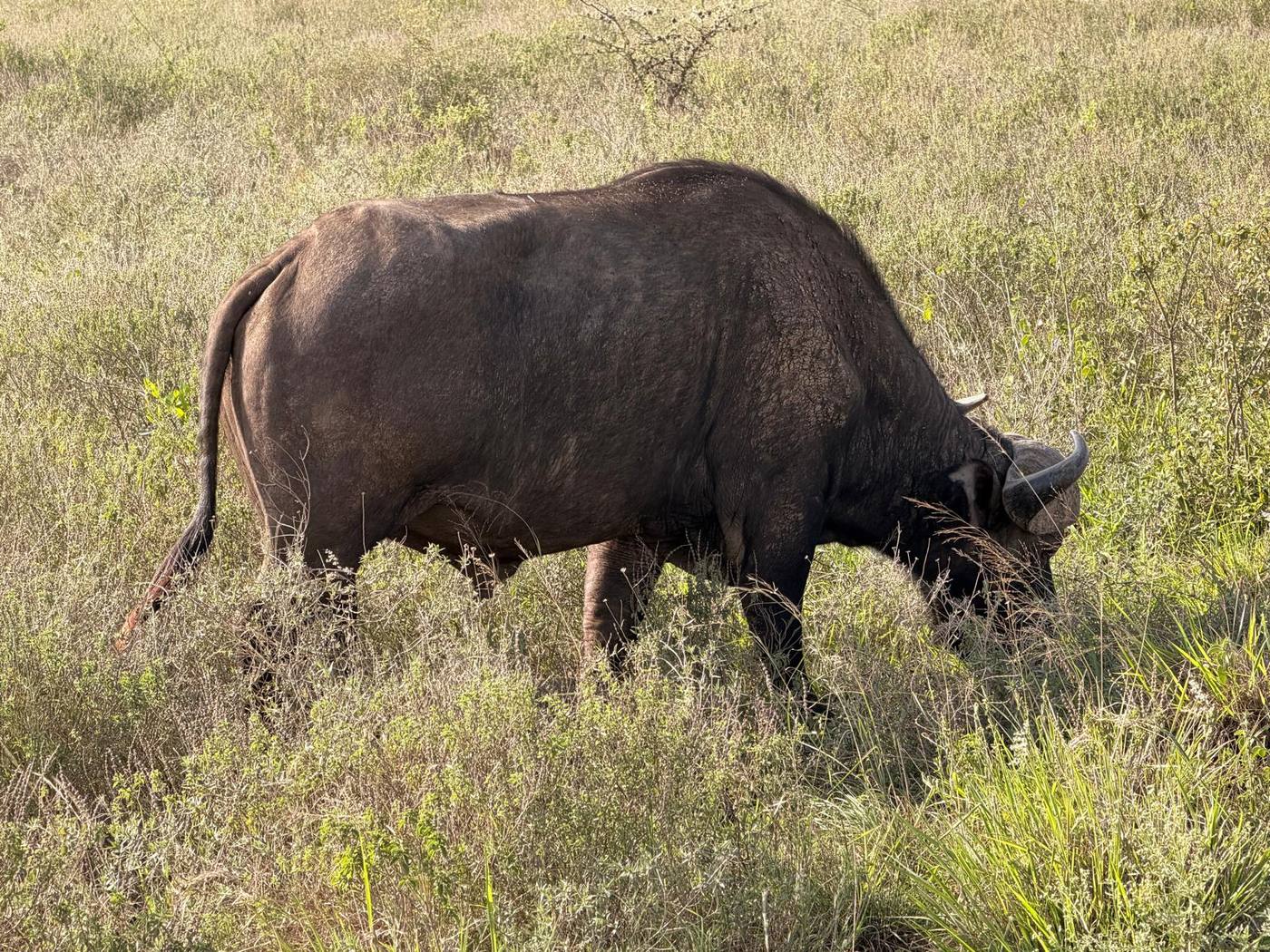 A Cape buffalo grazing in the grass