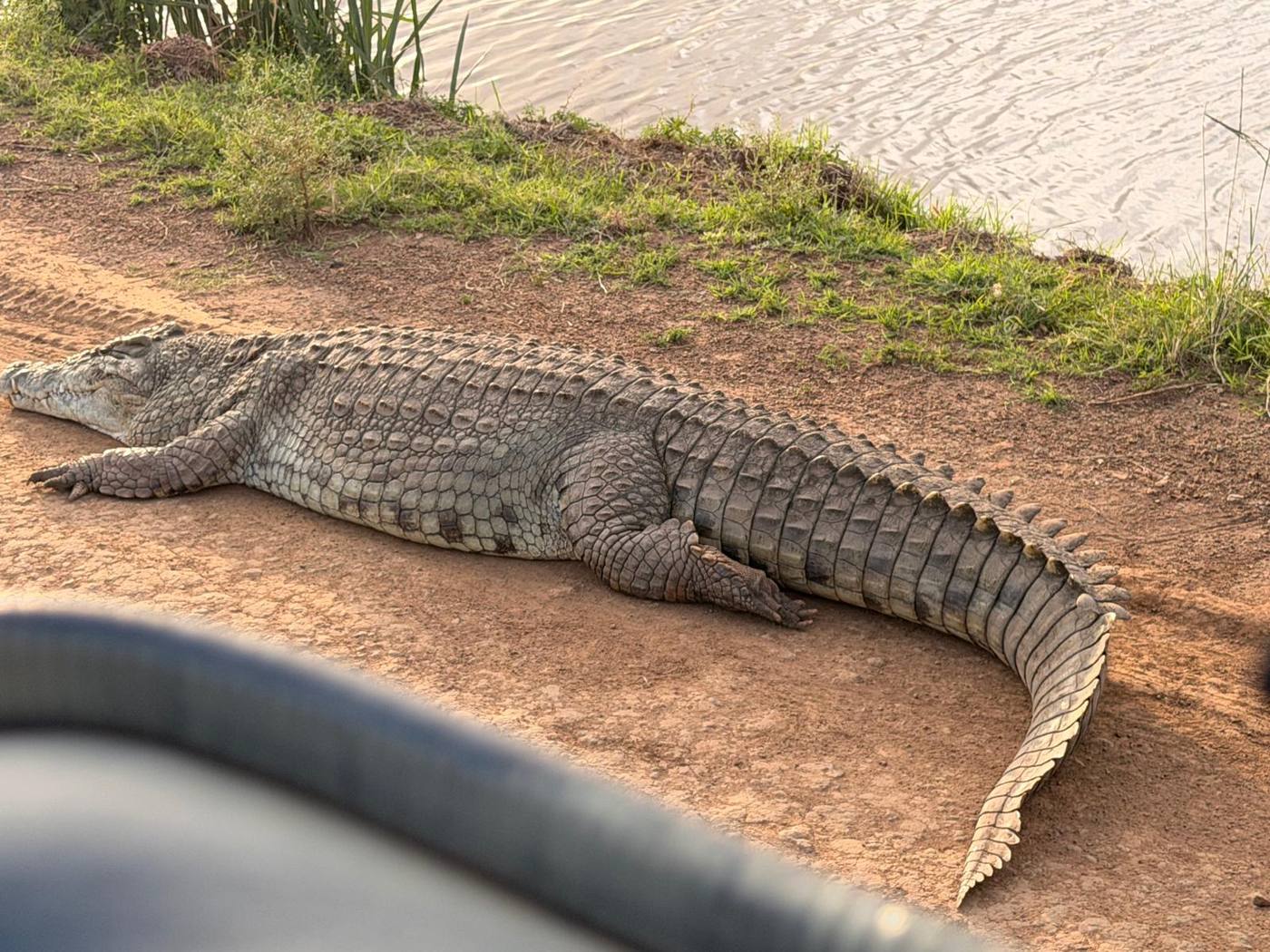 A Nile crocodile resting beside the water
