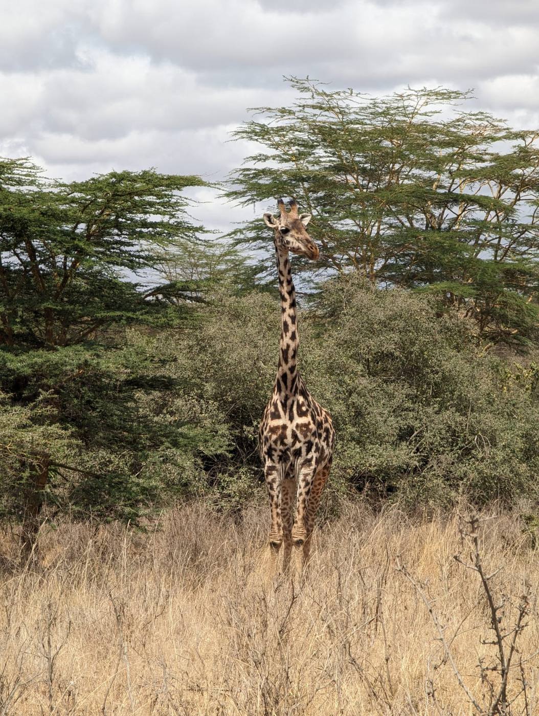 A giraffe standing among acacia trees