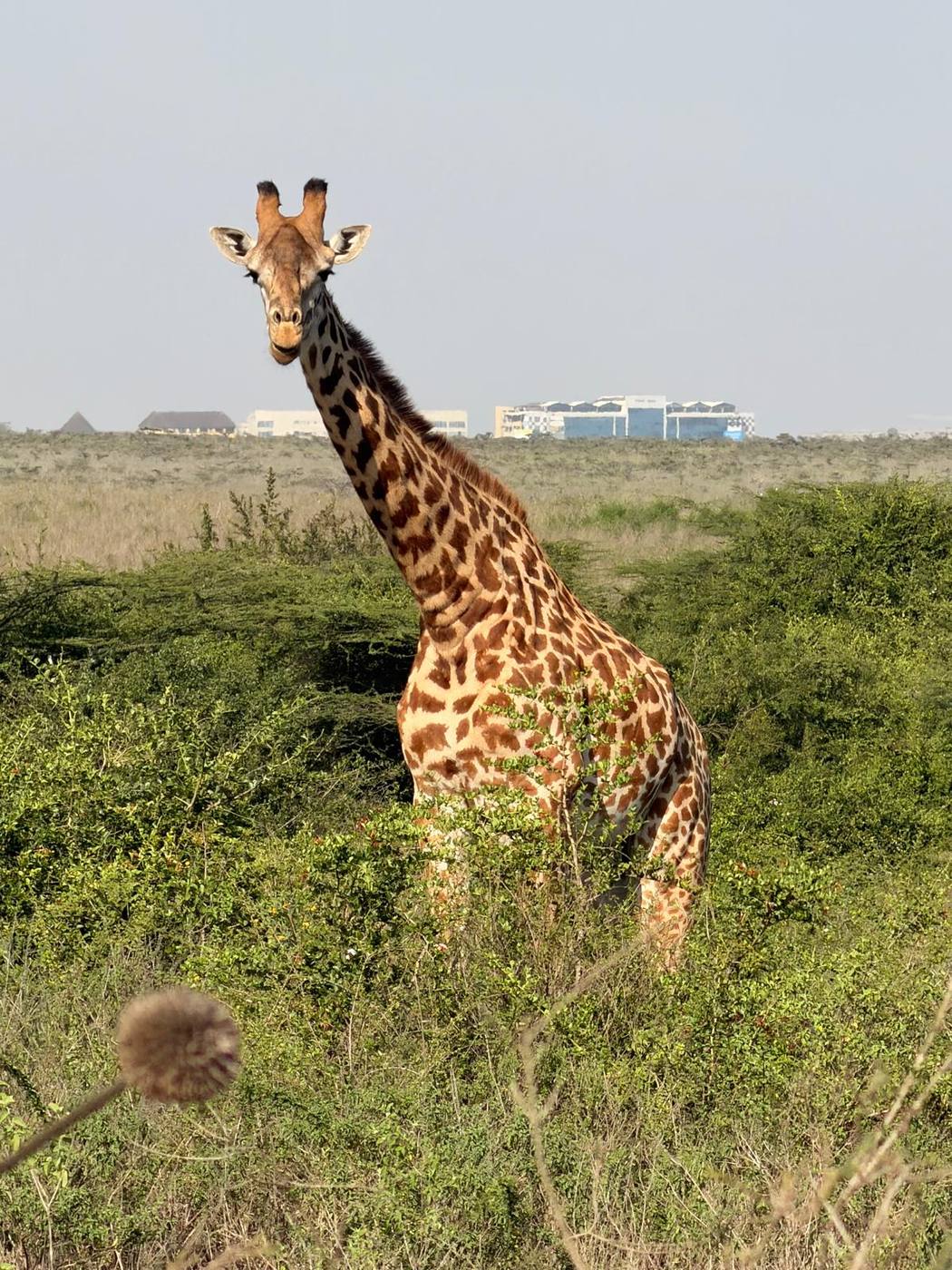 A giraffe among the bushes with Nairobi's buildings on the horizon