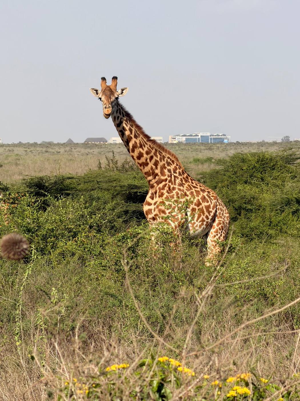 A Maasai giraffe looks straight at the camera with the Nairobi skyline behind it