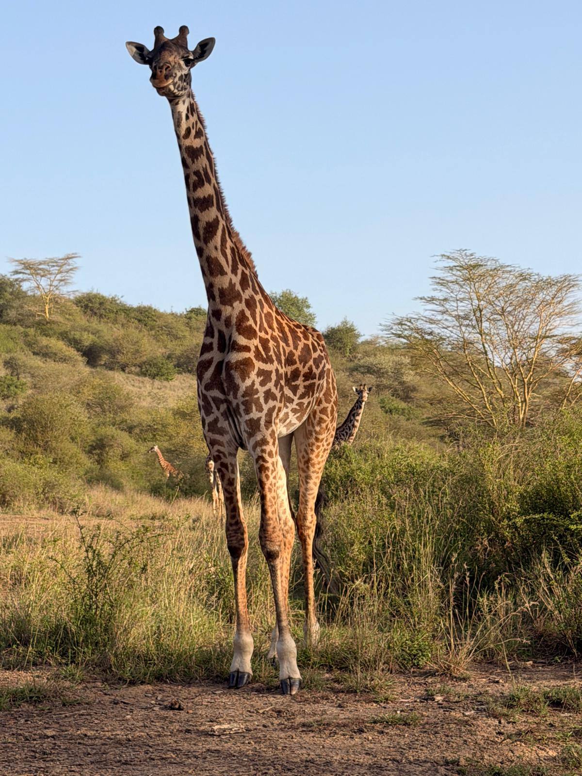 A Maasai giraffe standing tall against a blue sky, with two more giraffes behind
