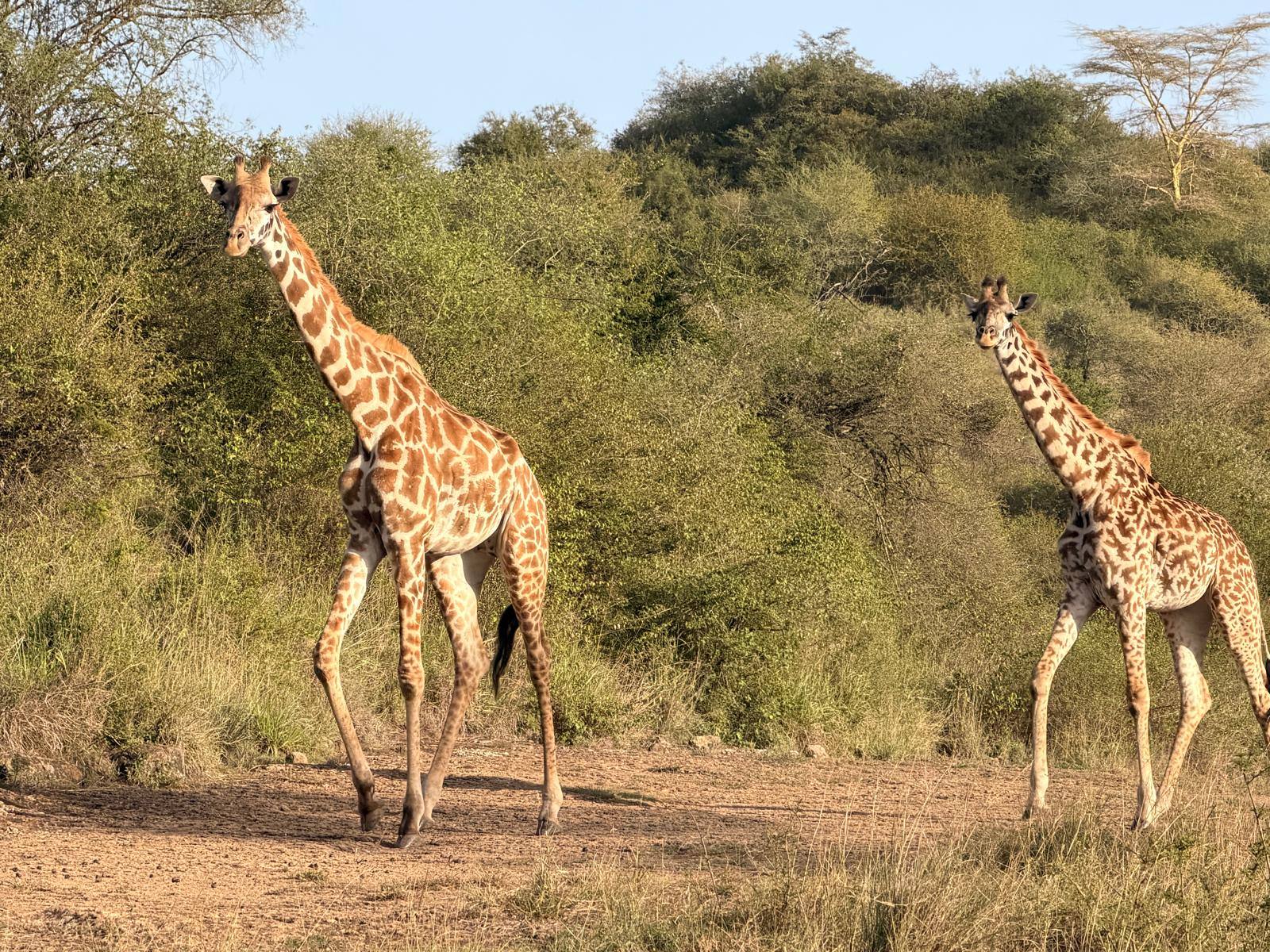 Two giraffes walking through golden evening light