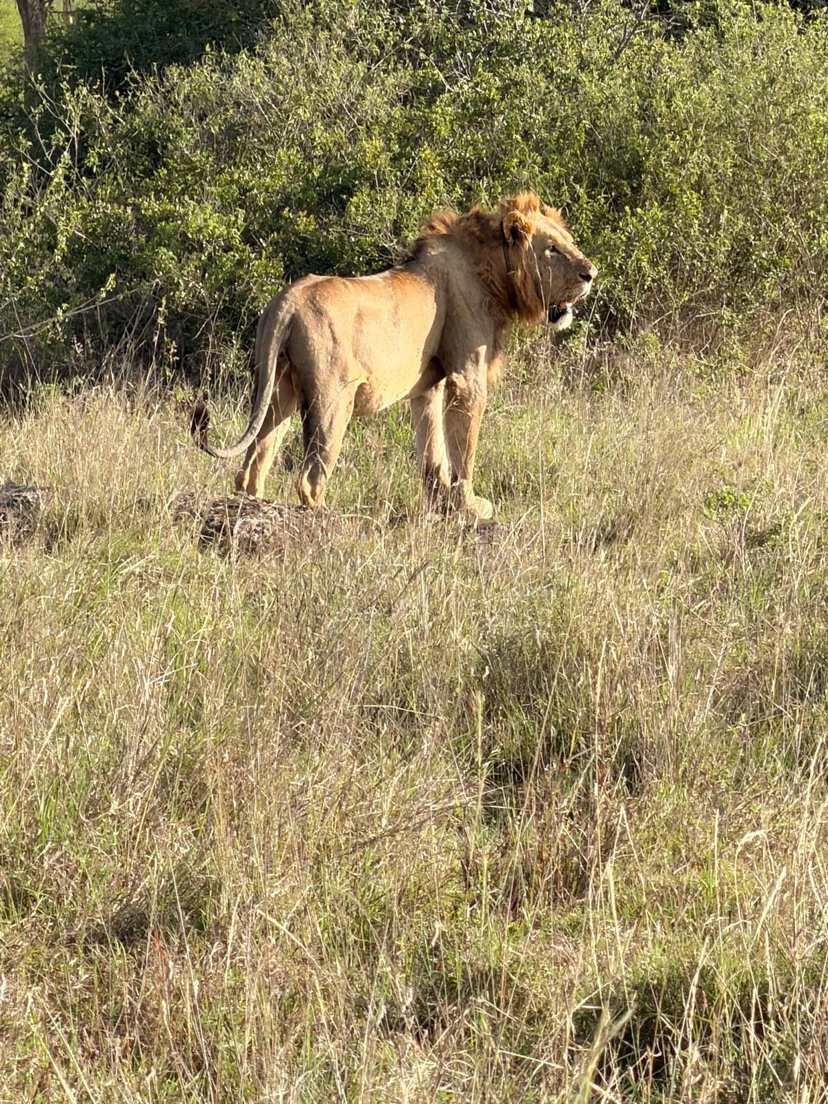 A male lion standing in tall golden grass