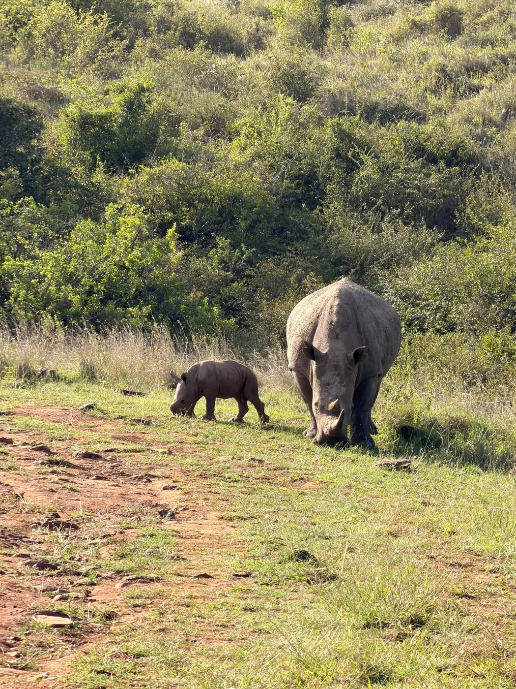 A rhino mother walking with her calf