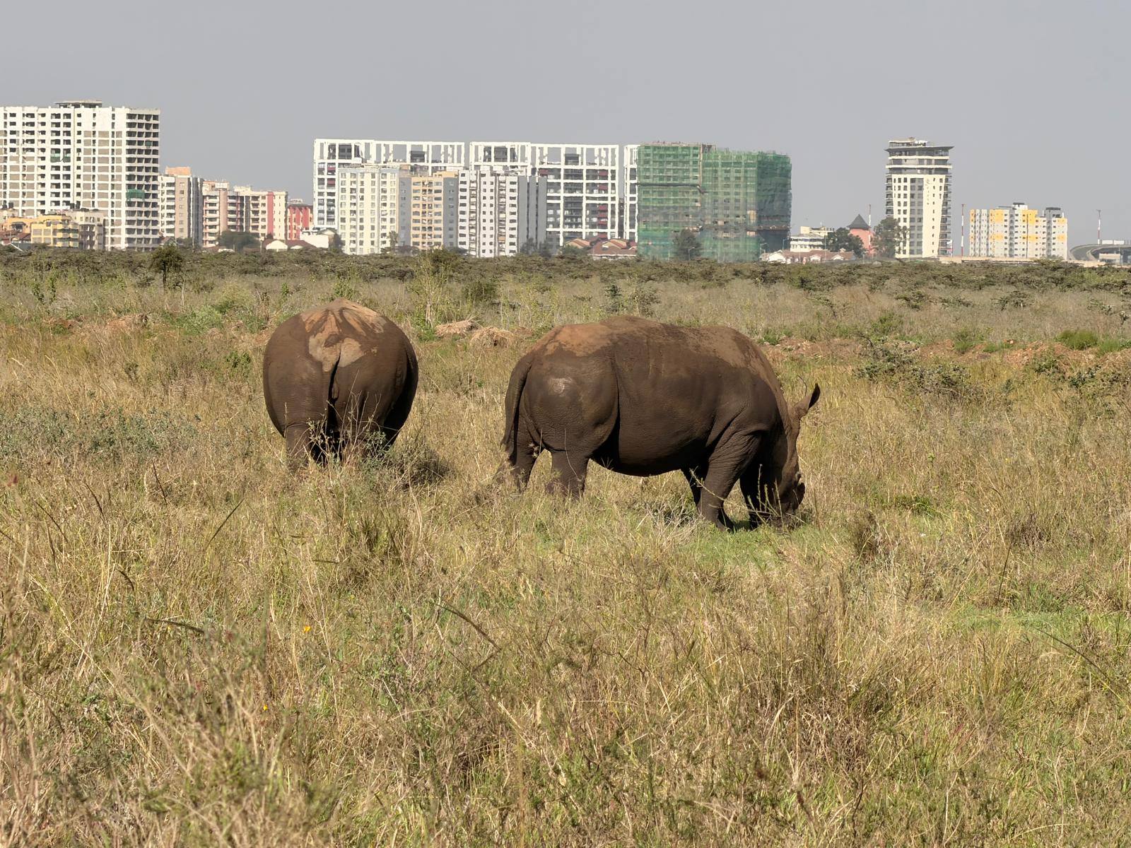 Two white rhinos grazing with the Nairobi skyline behind them