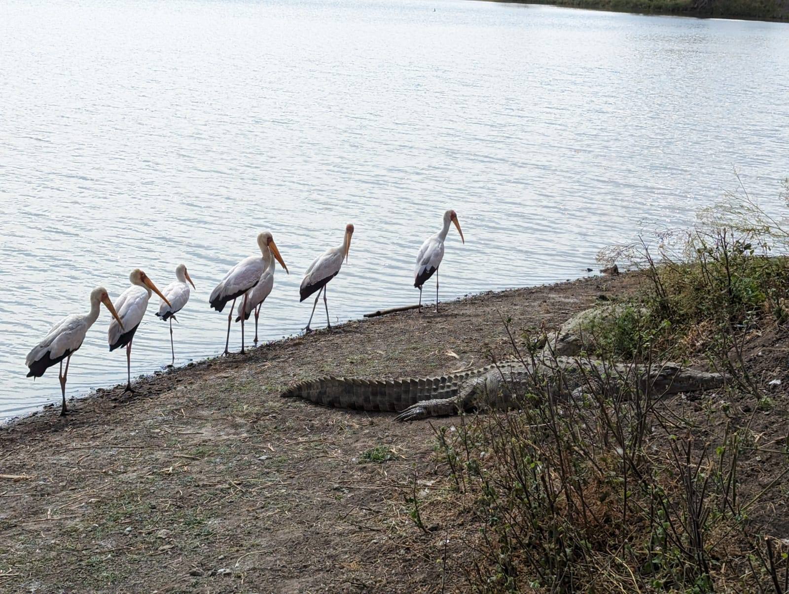 A row of yellow-billed storks at the water's edge beside a resting crocodile